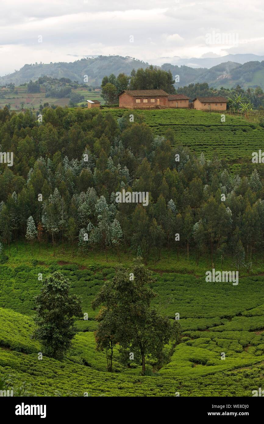 Il Ruanda, speronato case in mezzo a colline e le piantagioni di tè Foto Stock