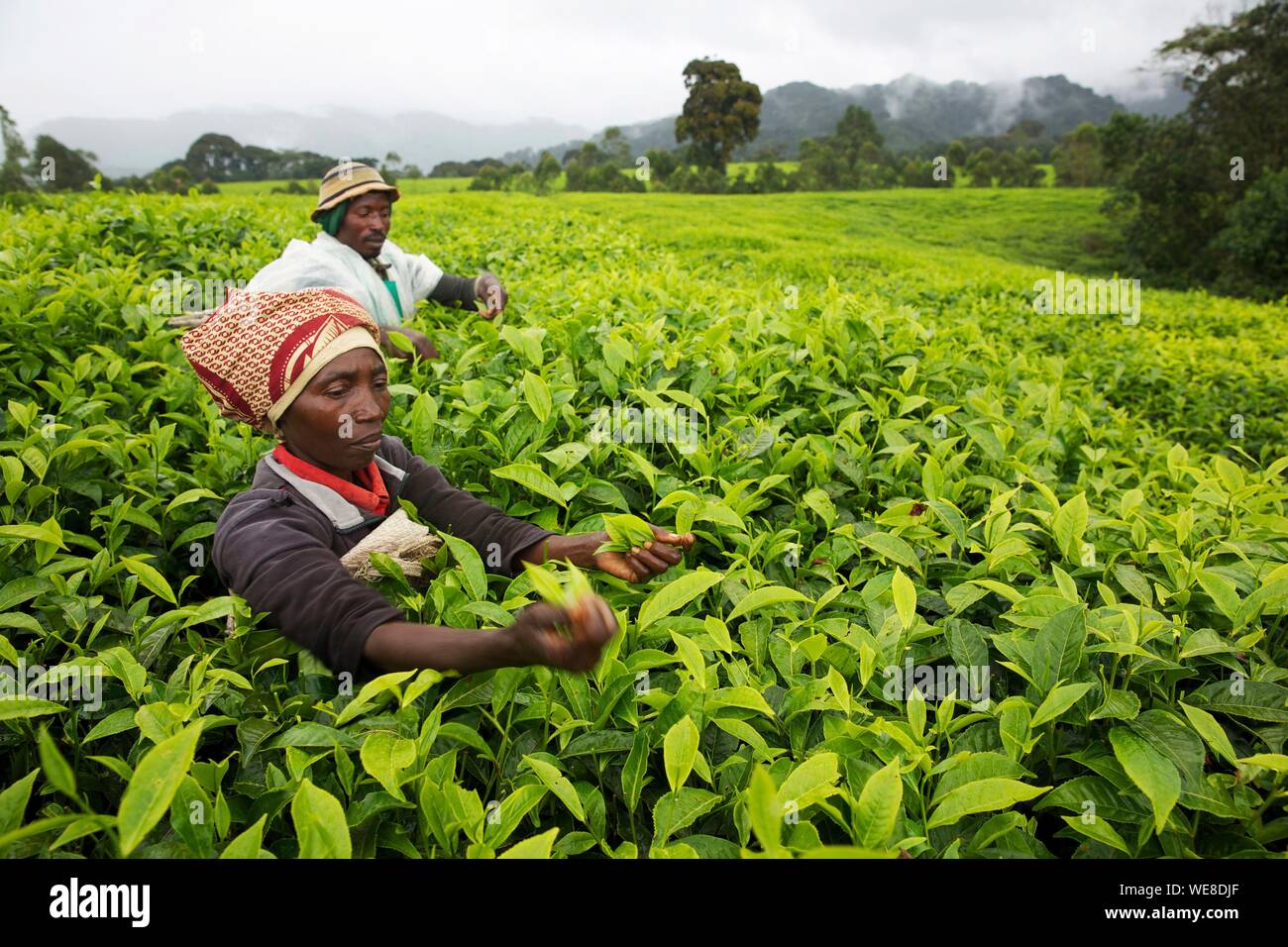 Il Ruanda, al centro del paese e in un paio di agricoltori prelevare le foglie di tè in una piantagione di tè Foto Stock