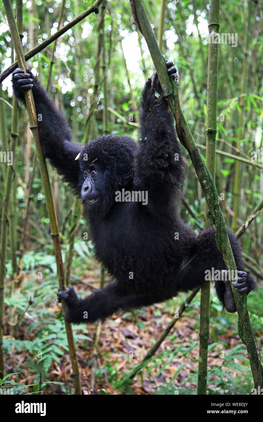 Ruanda, Parco Nazionale Vulcani, gorilla di montagna baby appesi sui rami di bambù nel mezzo della foresta Foto Stock