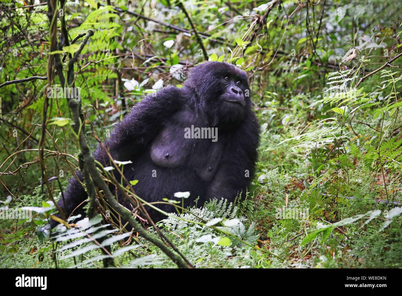 Ruanda, Parco Nazionale Vulcani, femmina di gorilla di montagna di seduta sul pavimento della foresta Foto Stock
