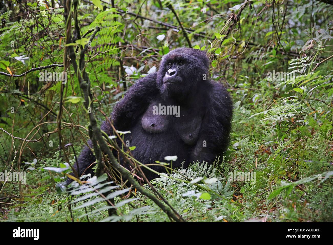 Ruanda, Parco Nazionale Vulcani, femmina di gorilla di montagna di seduta sul pavimento della foresta Foto Stock