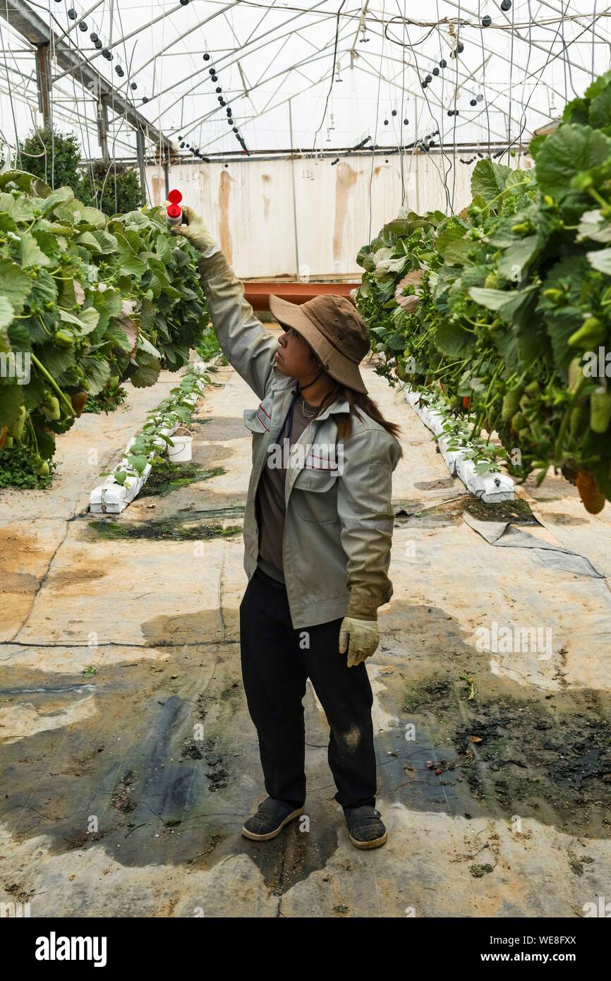 Israele, Sud distretto, Ramat Negev ha la ricerca e sviluppo centro agricolo, piantagione di fragole in serra Foto Stock