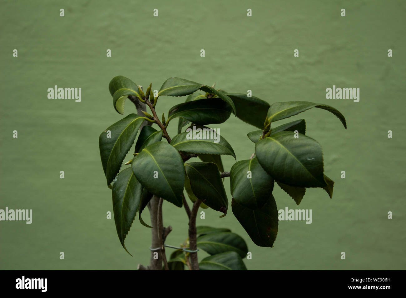 Pianta con foglie di colore verde scuro contro un pastello sfondo verde. Foto Stock