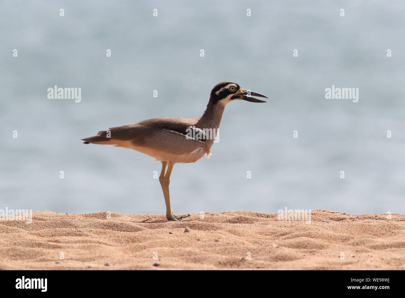 Spiaggia di pietra-curlew (Esacus magnirostris) Magnetic Island , Queensland, Australia Foto Stock