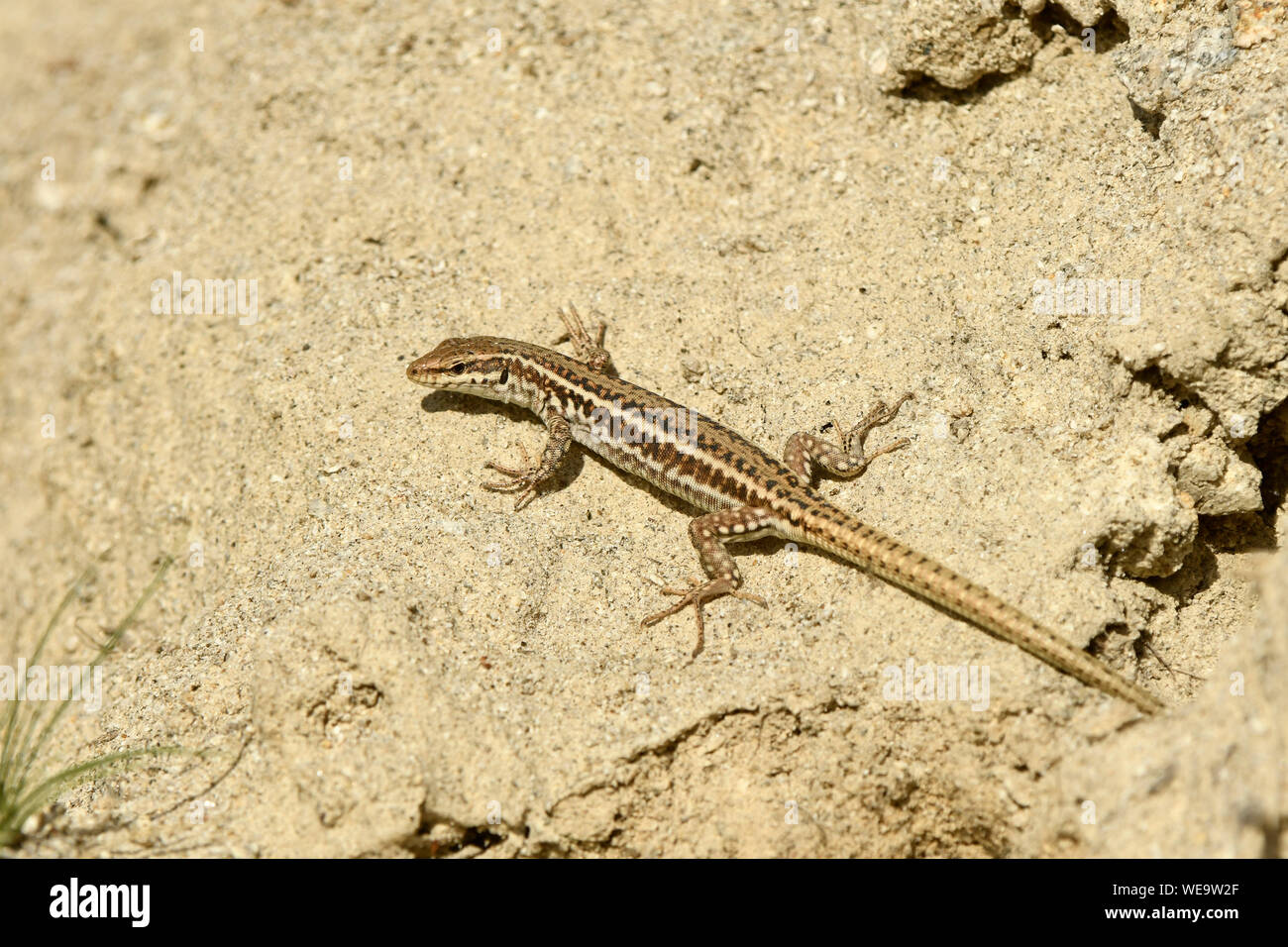 Erhard la lucertola muraiola (Podarcis erhardii) femmina a riposo sulla riva sabbiosa, Bulgaria, Aprile Foto Stock