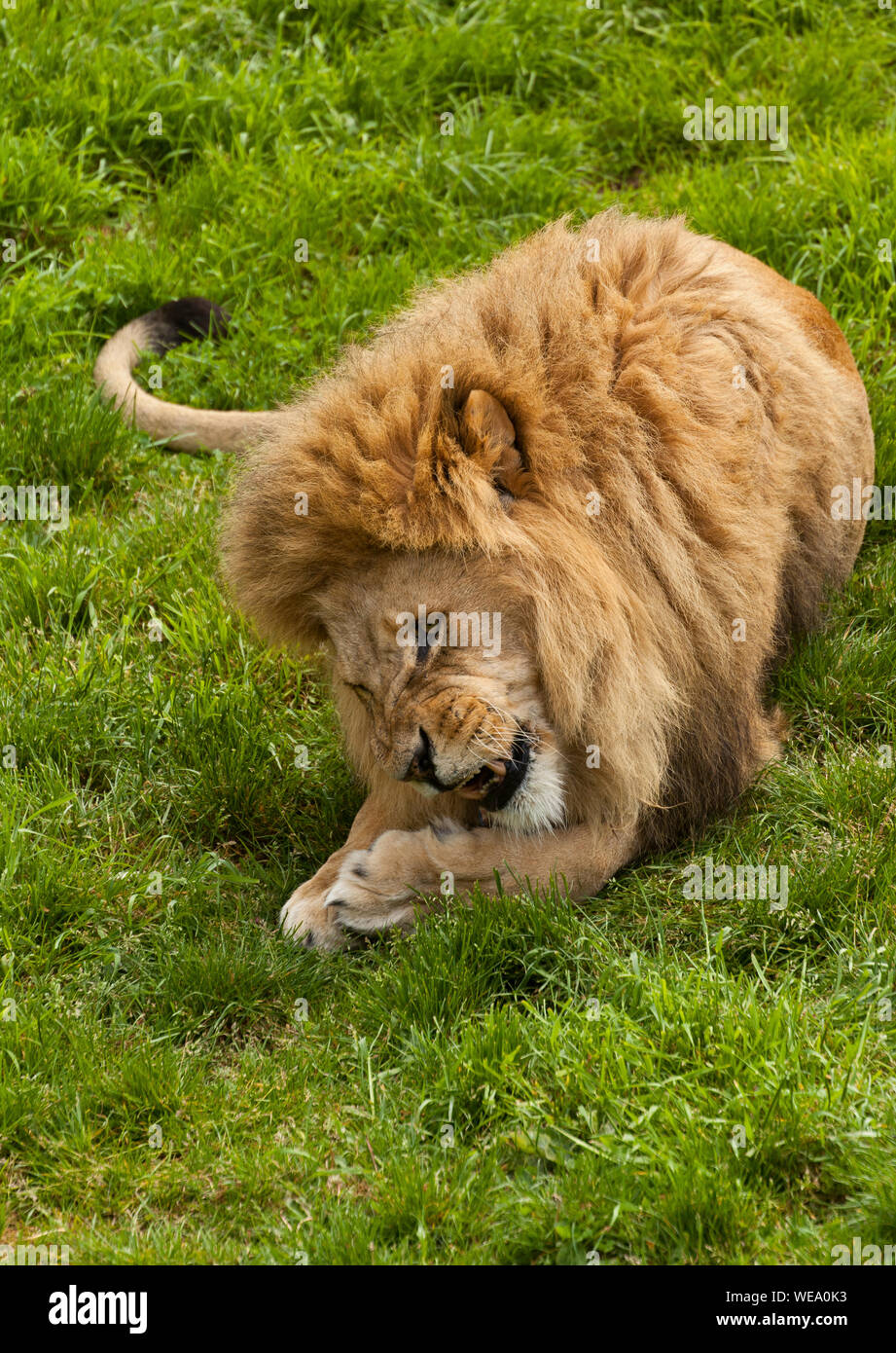 Un maschio di leone carne da masticare e mostrando i suoi denti Foto Stock