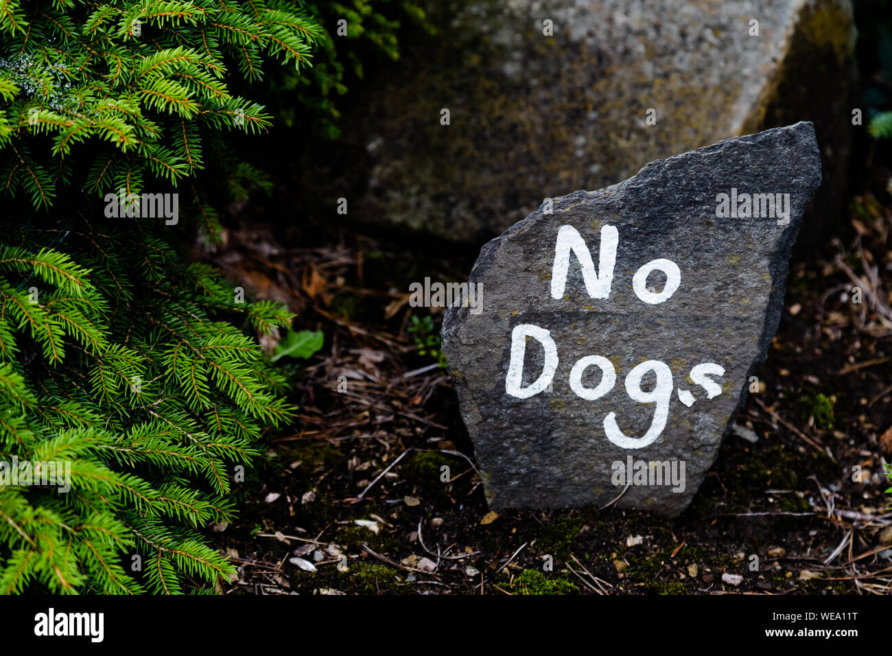 Un segno dipinto su pietra che vieta i cani dall'area. Foto Stock
