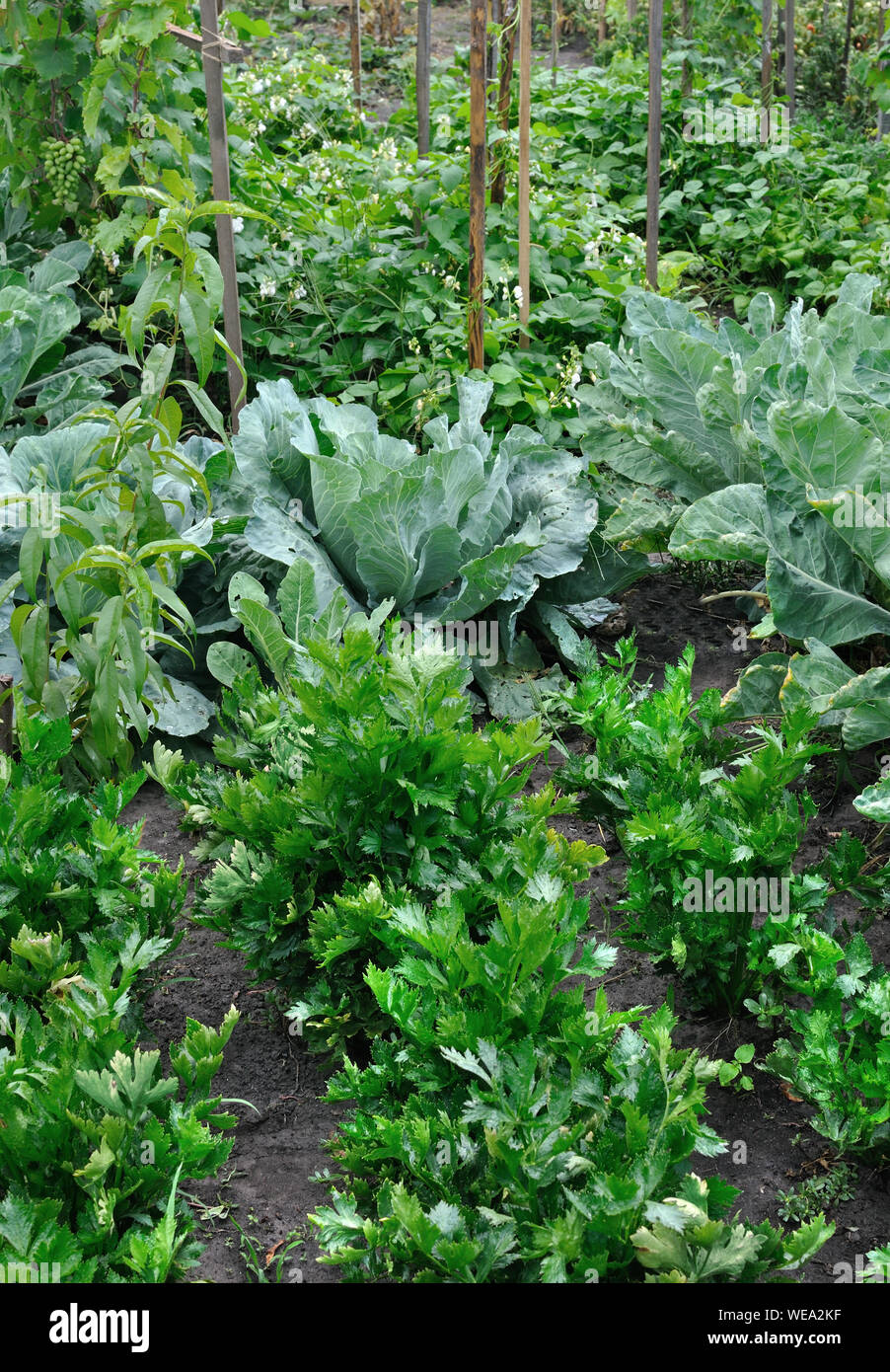Coltivate biologicamente vari ortaggi in orto, composizione verticale Foto Stock