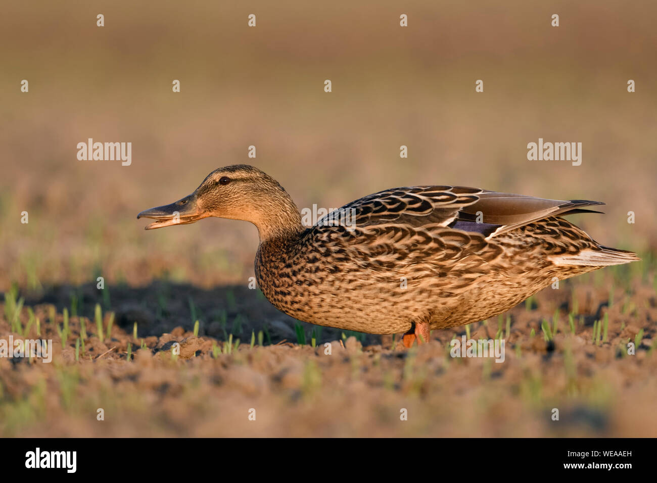 Mallard / anatra selvatica / Stockente ( Anas platyrhynchos ), femmina adulta, alimentazione sulla crescita del campo di grano, ain, pascolo su terreni agricoli, la fauna selvatica, l'Europa. Foto Stock