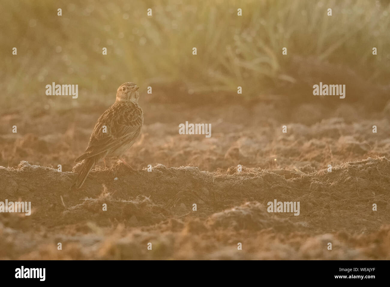 Allodola / Feldlerche ( Alauda arvense ), adulti in primavera, seduto sulla terra, su terreno coltivato, campo di retroilluminazione, vista dal retro, girando intorno, la fauna selvatica, Foto Stock