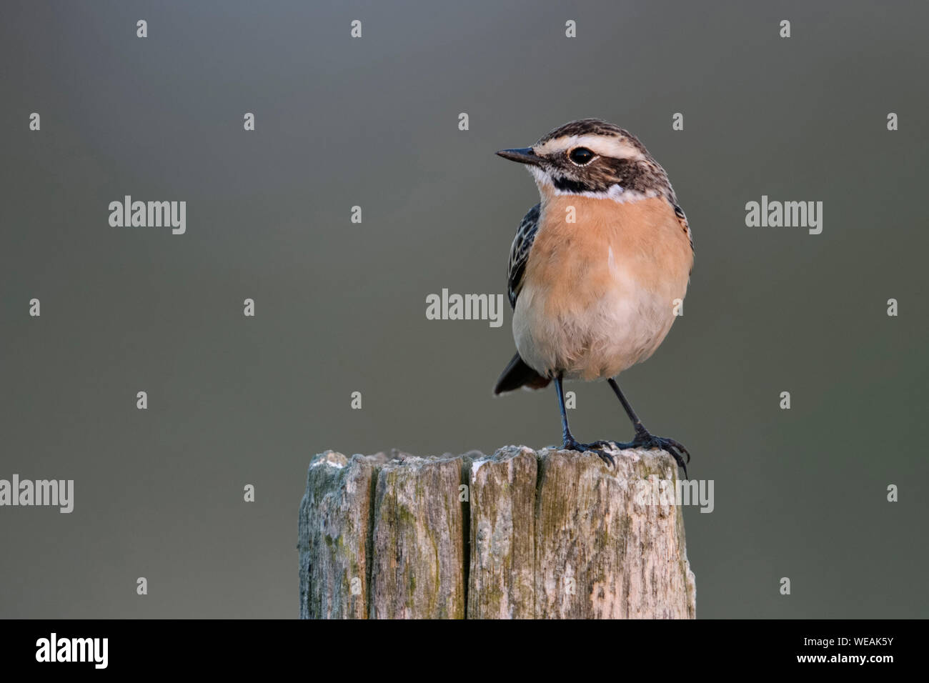 Whinchat / Braunkehlchen ( Saxicola rubetra ) maschio appollaiato su un fencepost, allevamento abito, tipico di uccelli di terra aperta, in via di estinzione, wildilfe, l'Europa. Foto Stock