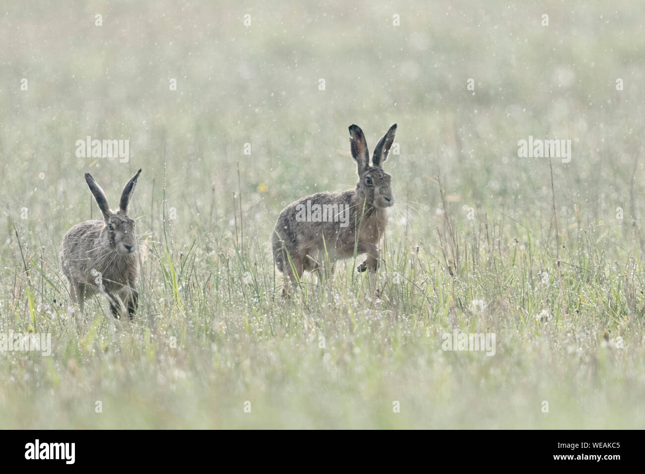 Brown lepri / Europea lepri / Feldhasen ( Lepus europaeus ) in un giorno di pioggia in aprile, in esecuzione attraverso un prato umido, caccia ogni altra fauna selvatica, Euro Foto Stock