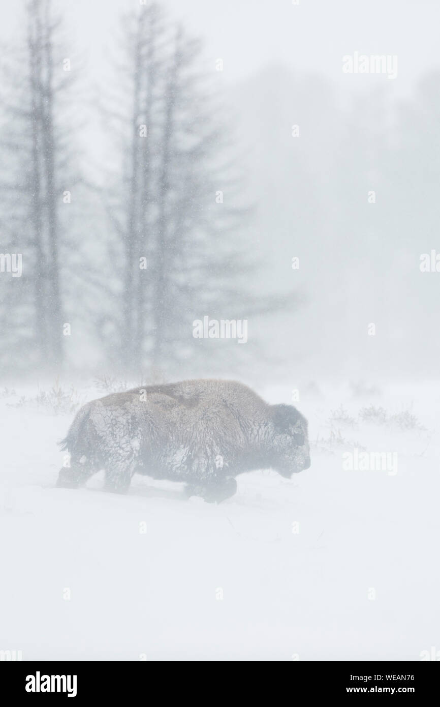 Bisonti americani / Amerikanischer ( Bison bison bison ) in una bufera di neve, singolo adulto, camminando attraverso lavori di soffiaggio della neve, il Parco Nazionale di Yellowstone, Wyoming U Foto Stock