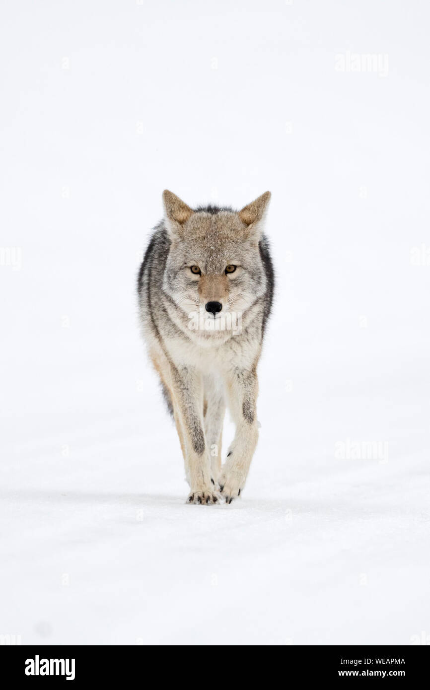 Coyote / Kojote ( Canis latrans ) in inverno direttamente a piedi verso il fotografo, mantenendo il contatto visivo, Scatto frontale, Yellowstone NP, Wyoming US Foto Stock