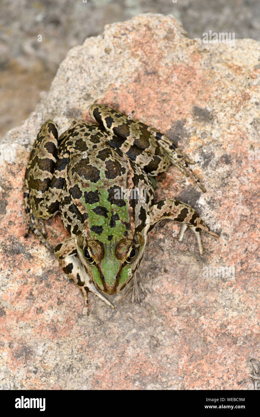 Rana di palude (Pelophylax ridibundus) seduto su roccia, vista da sopra, Bulgaria, Aprile Foto Stock