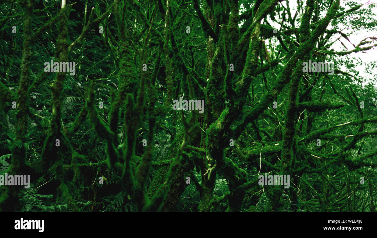 Crescita vecchia foresta pluviale temperata, Georgiano jungle - alberi in MOSS Foto Stock