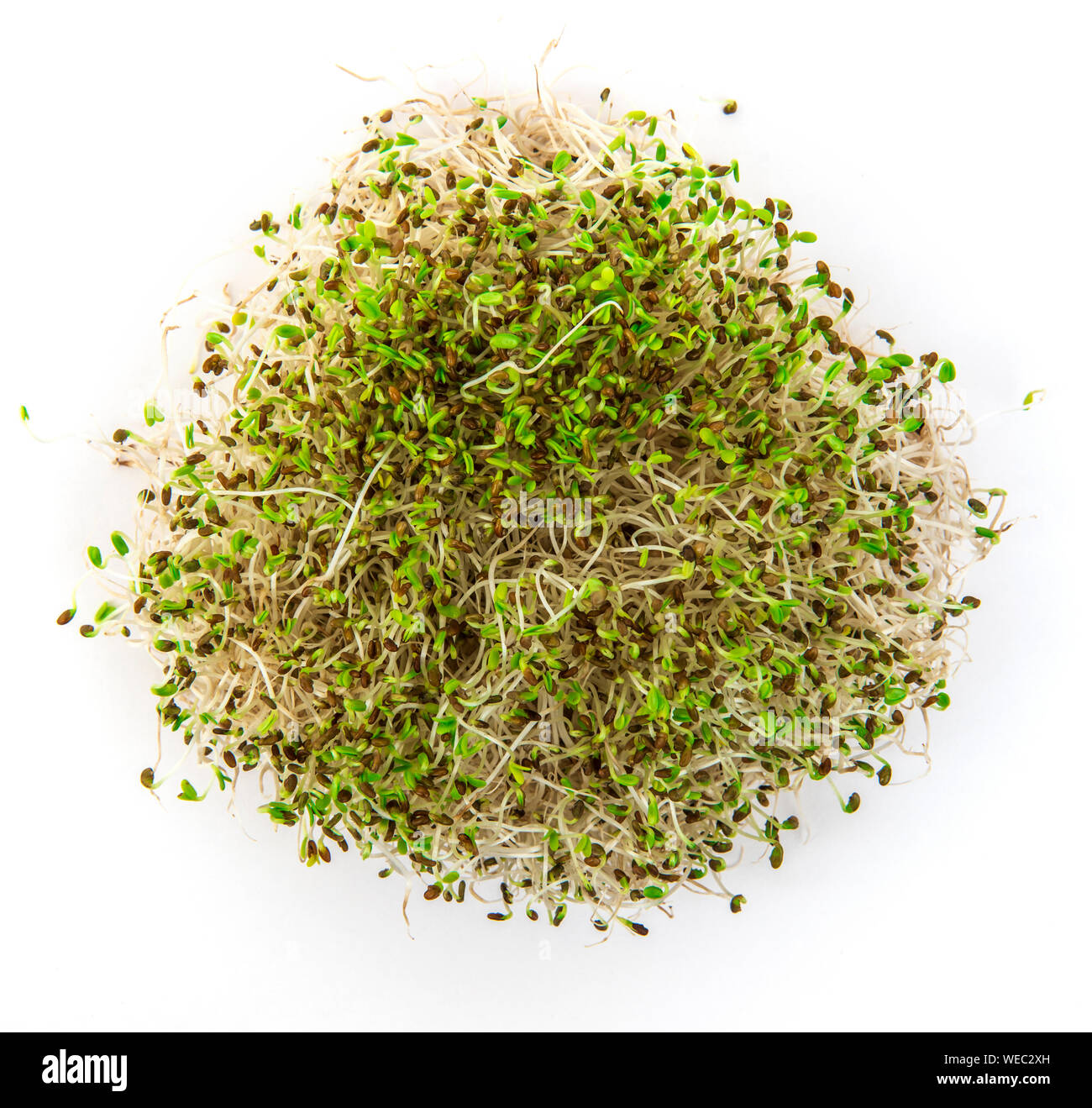 Giovani micro piante verdi. Moderno sano cibo vegan Foto Stock