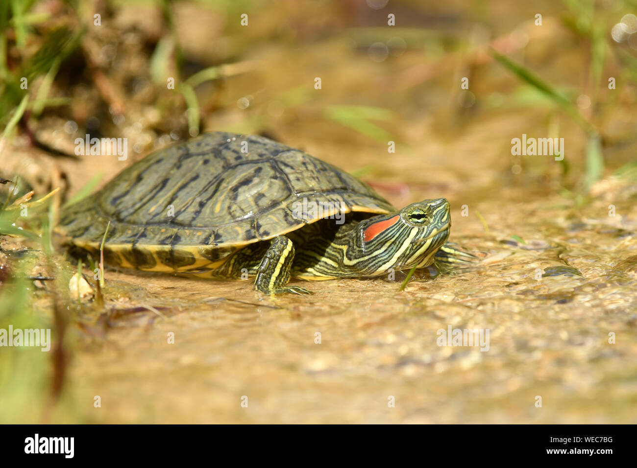 Rosso-eared Slider Terrapin (Trachemys scripta elegans) che si muove attraverso l'acqua, Bulgaria, Aprile Foto Stock