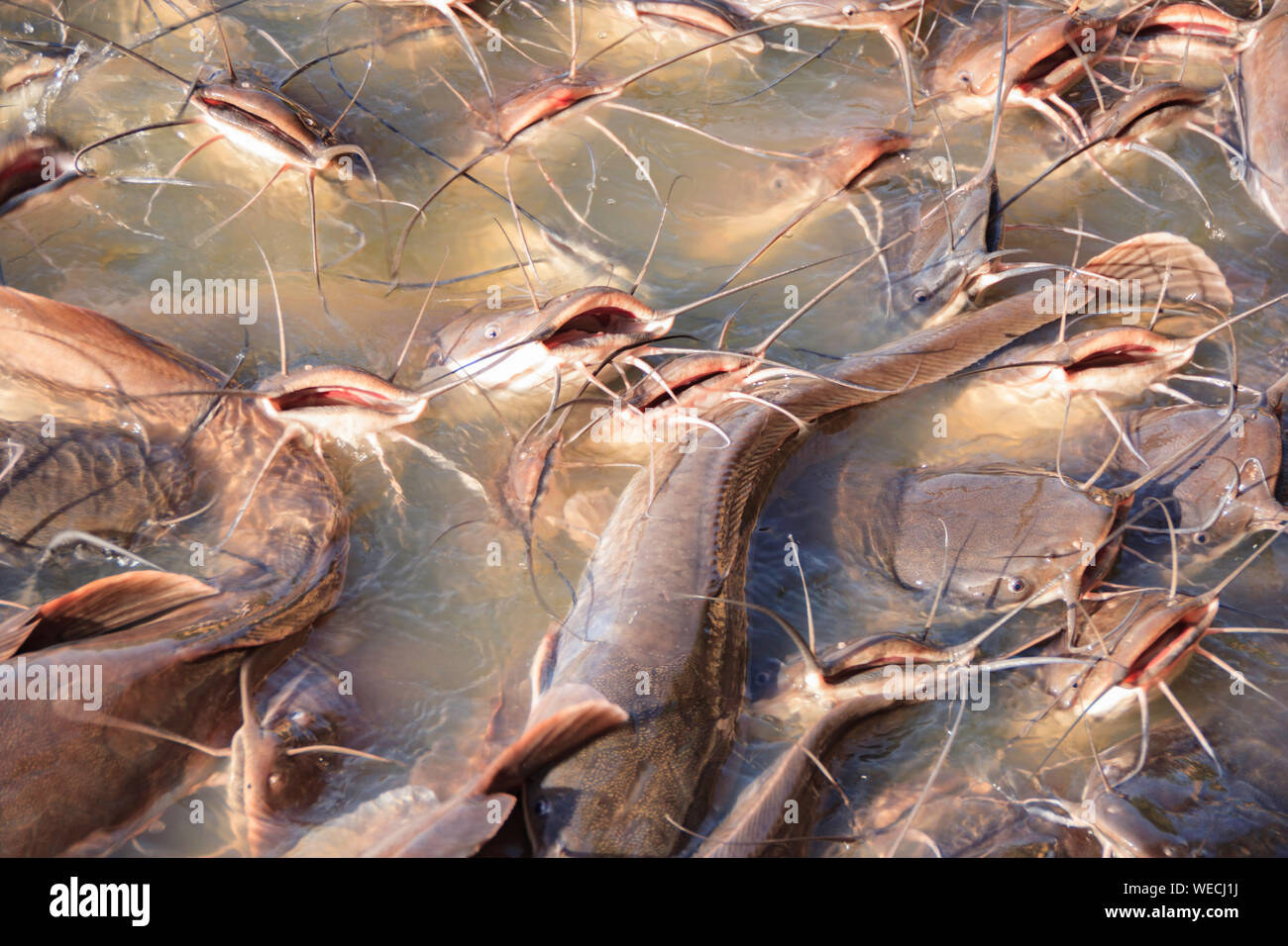 Catfish attesa per il pane che i turisti dare loro in Jaisalmer Foto Stock