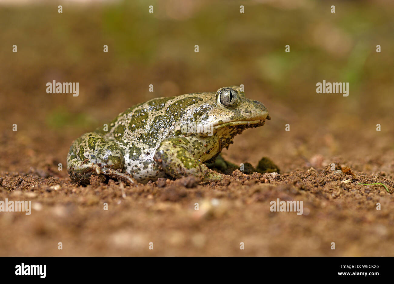 Politica europea comune Spadefoot Toad (Pelobates fuscus) ubicazione sul terreno sabbioso, Bulgaria, Aprile Foto Stock