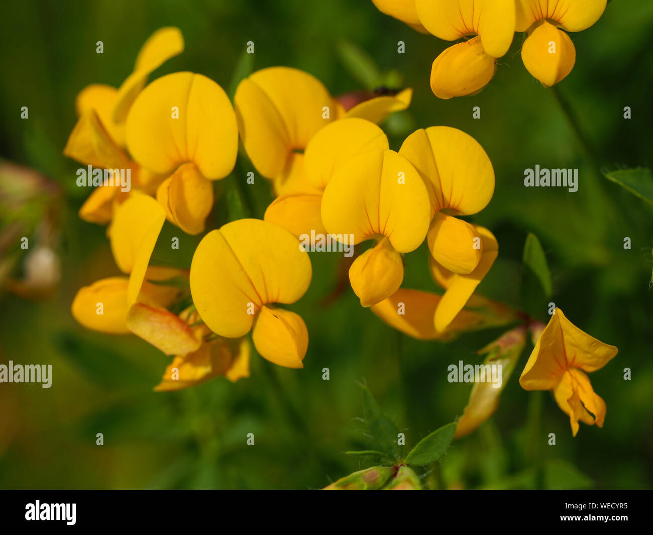 Primo piano del giallo dei fiori di trifoglio birdsfoot (Lotus corniculatus) Foto Stock