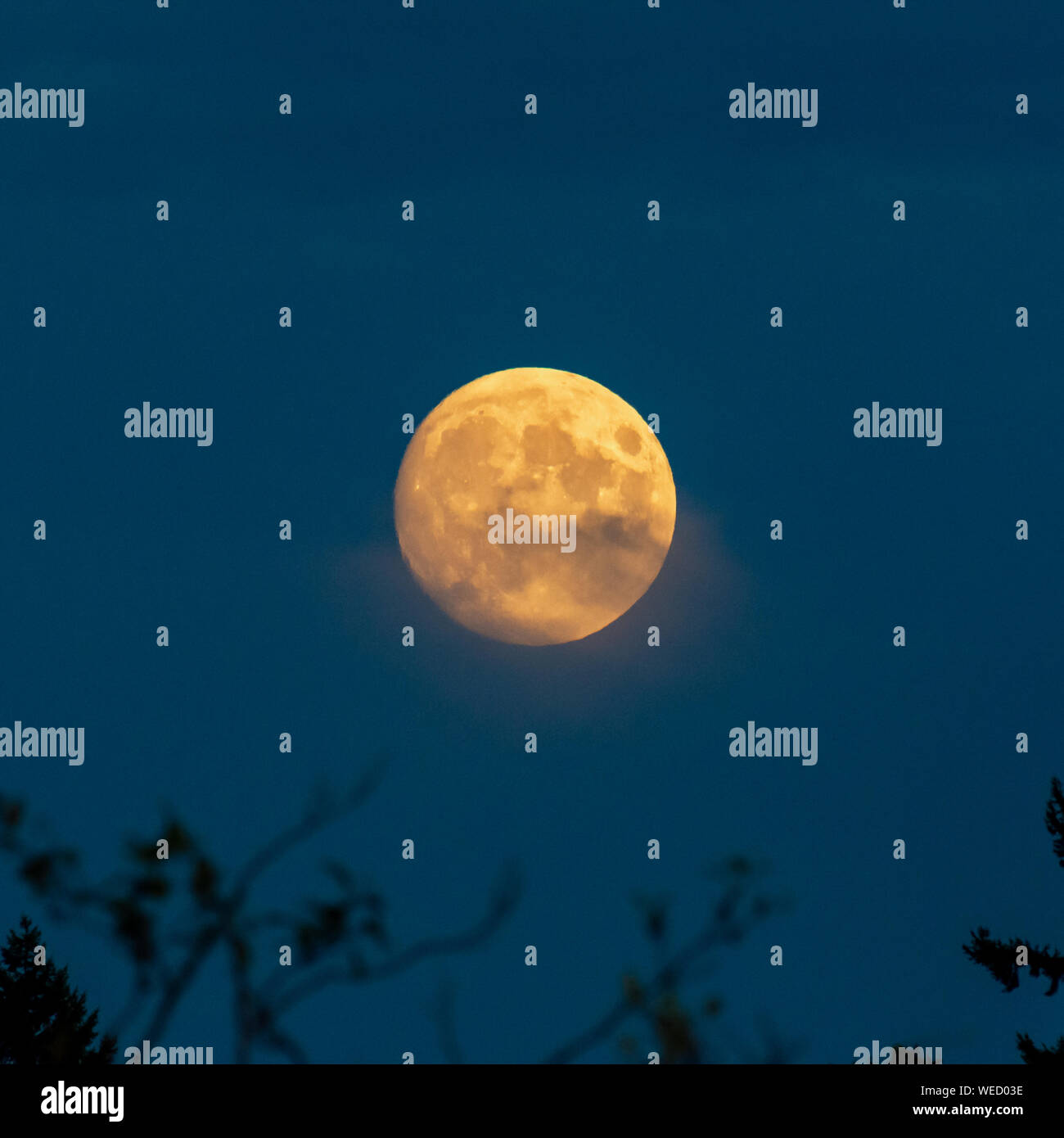 Super luna piena sorge sopra l'orizzonte in Canada incandescente giallo nel bluastro dark sky. (Quadrato del raccolto) Foto Stock