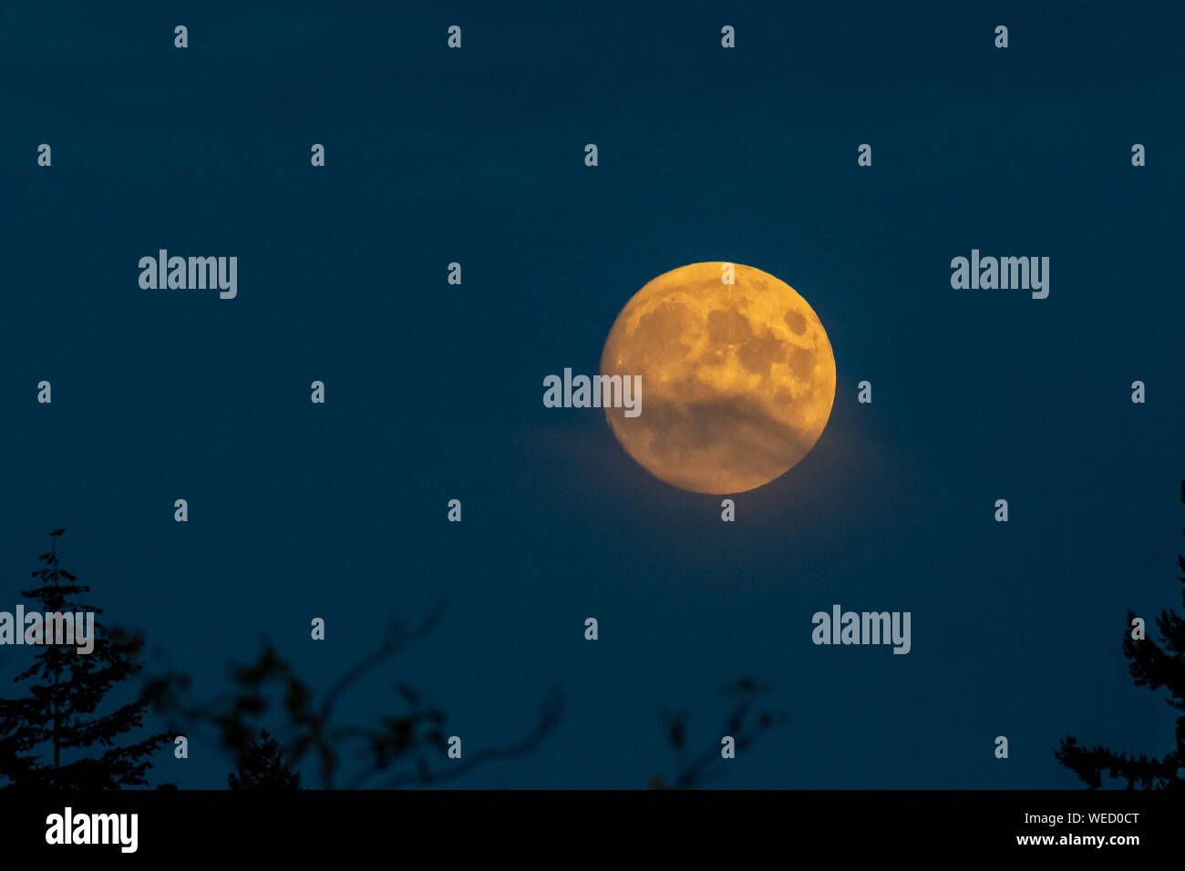 Super luna piena sorge sopra l'orizzonte in Canada incandescente giallo nel bluastro dark sky. Foto Stock