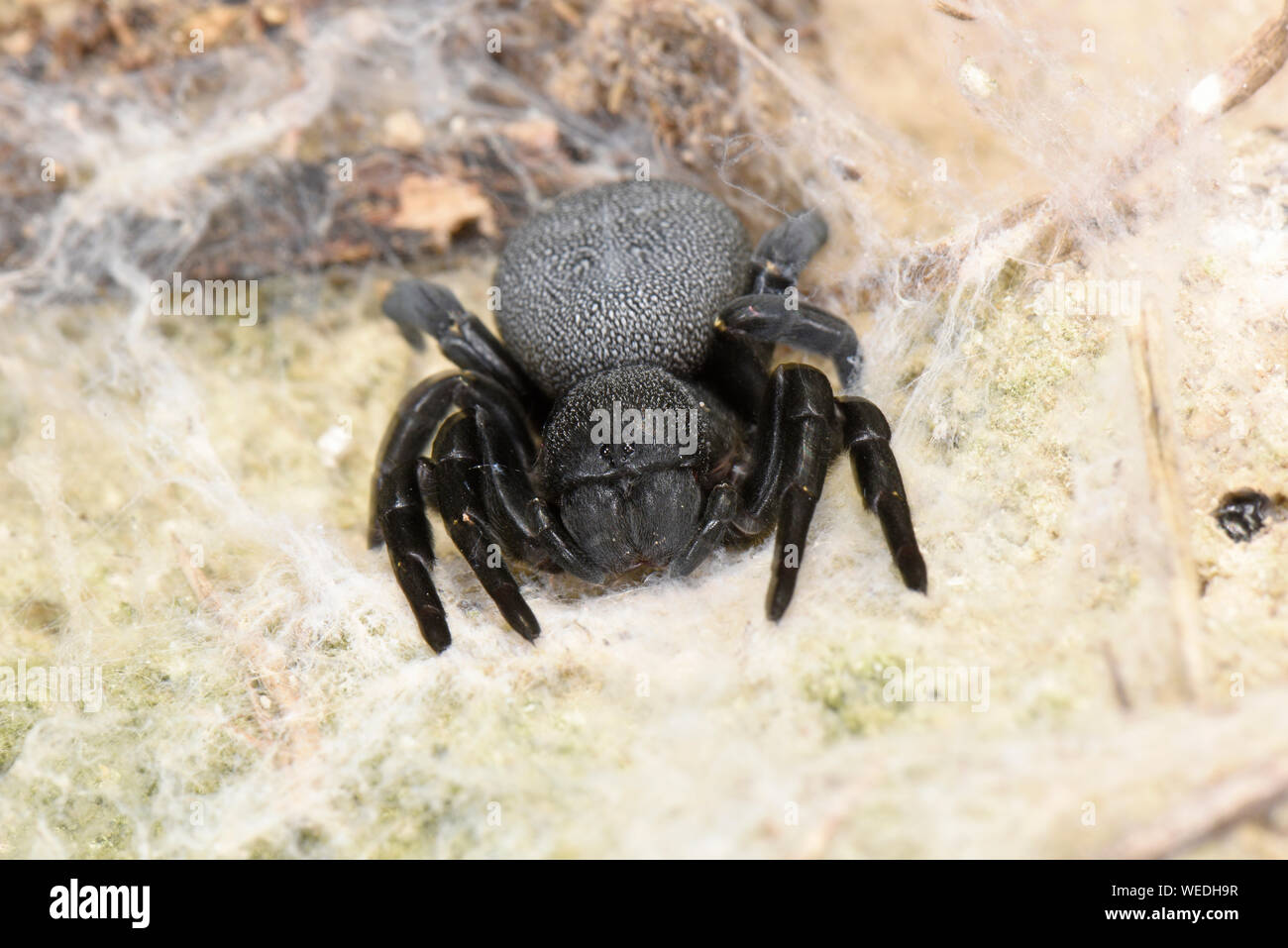 Velluto Eresus Spider (Eresus niger) o coccinella Spider, femmina in appoggio in web, Bulgaria, Aprile Foto Stock