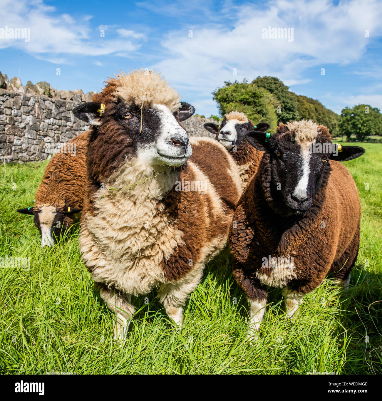 Bianco marrone e la pecora nera con Swartble ancestry in un campo nel Somerset REGNO UNITO Foto Stock