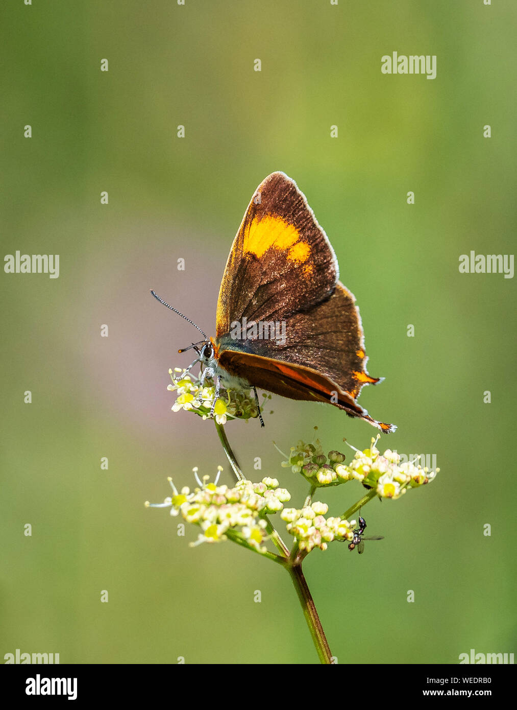 Brown hairstreak Thecla betulae femmina di alimentazione - DORSET REGNO UNITO Foto Stock