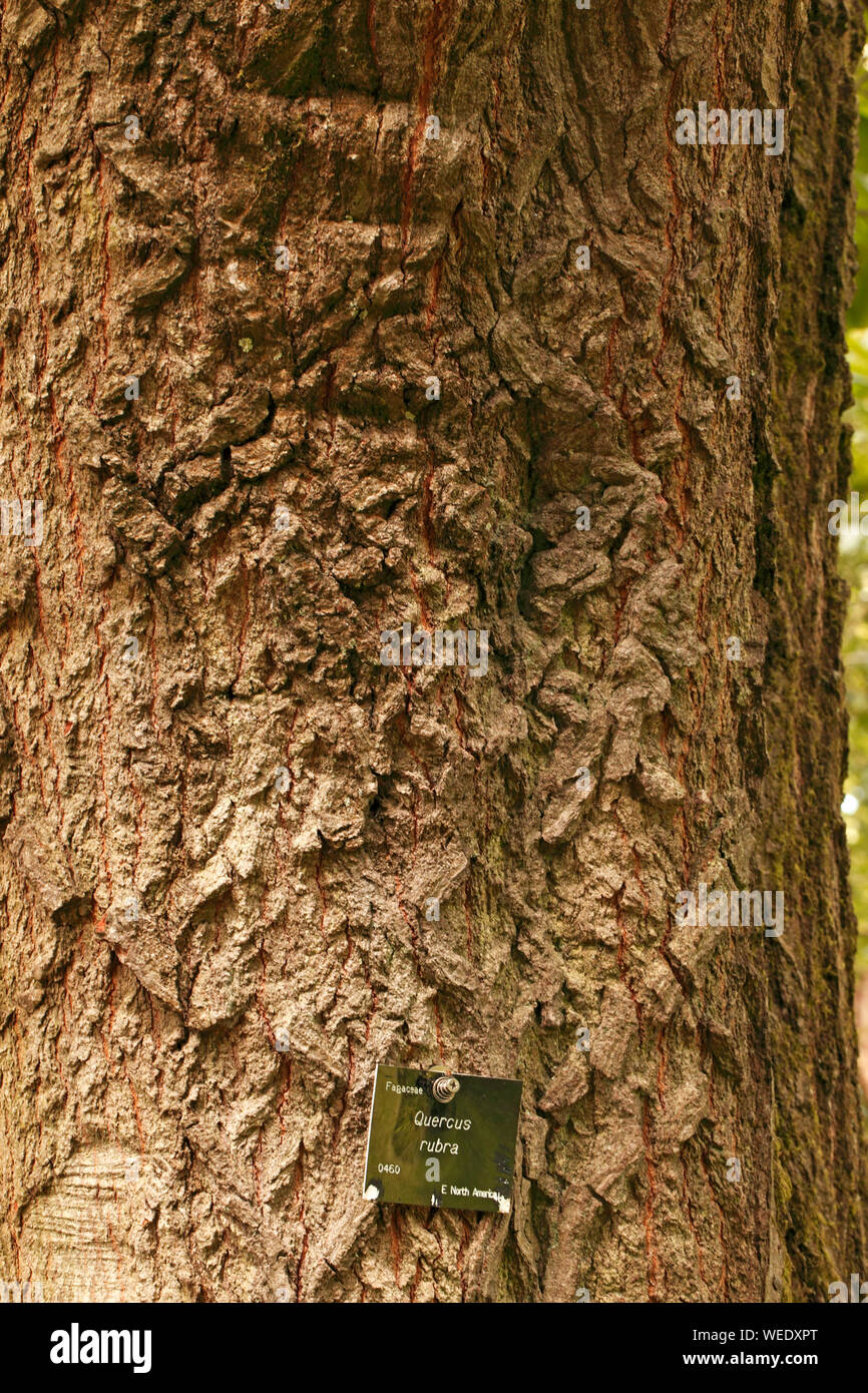 Quercus rubra - Fagaceae. Foto Stock