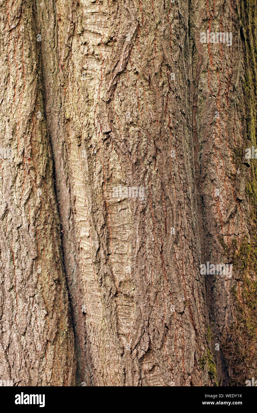 Quercus rubra - Fagaceae. Foto Stock