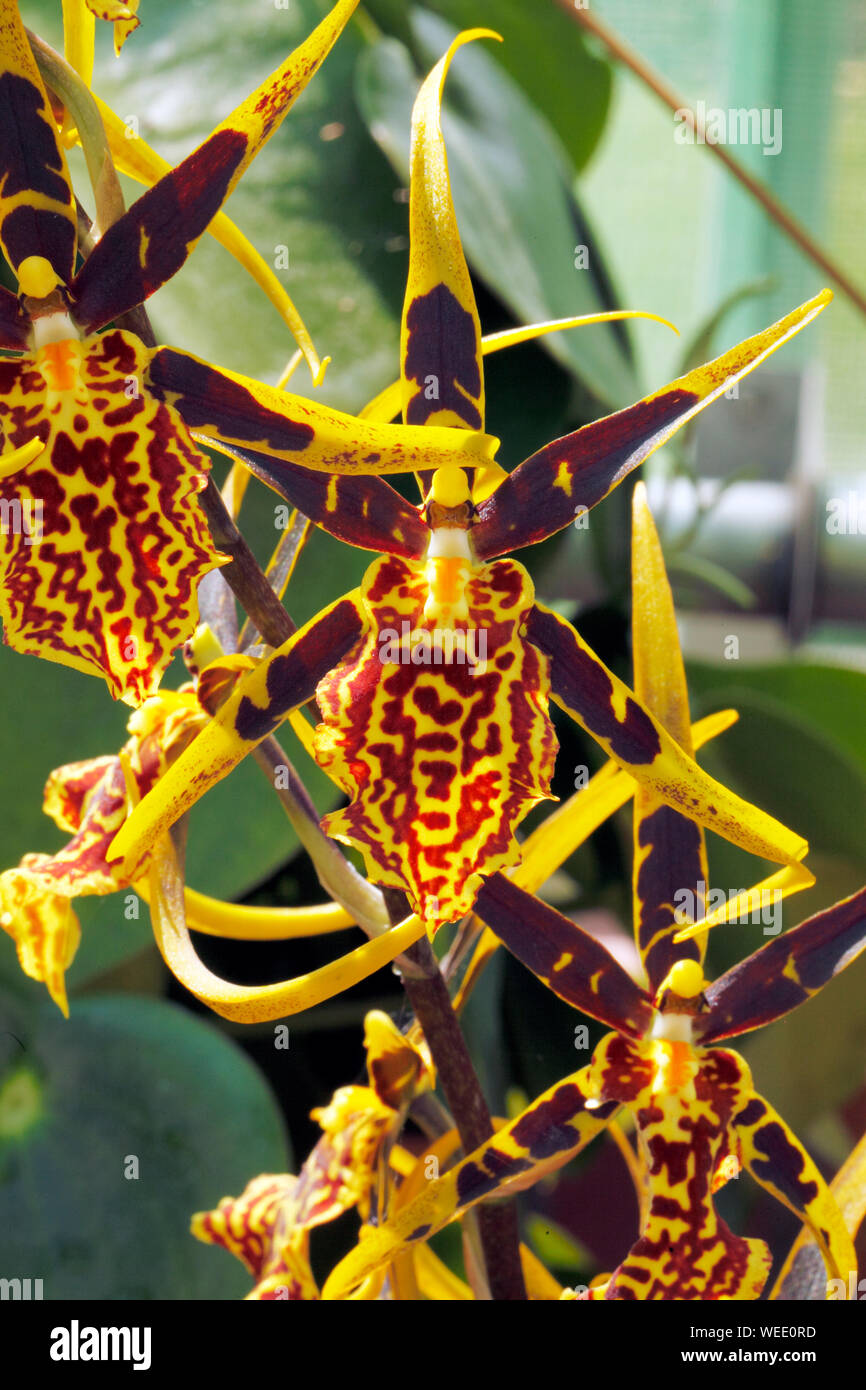 Orchid Brasidostele Torre Dorata 'Mystic Maze Foto Stock