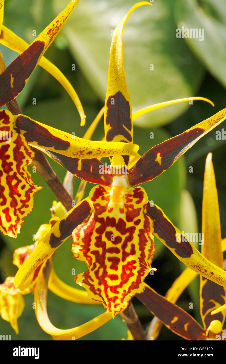 Orchid Brasidostele Torre Dorata 'Mystic Maze Foto Stock