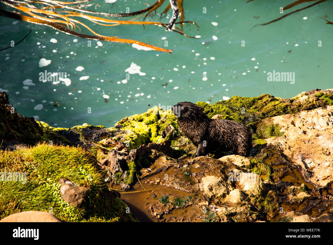 Guarnizione in Nuova Zelanda Foto Stock