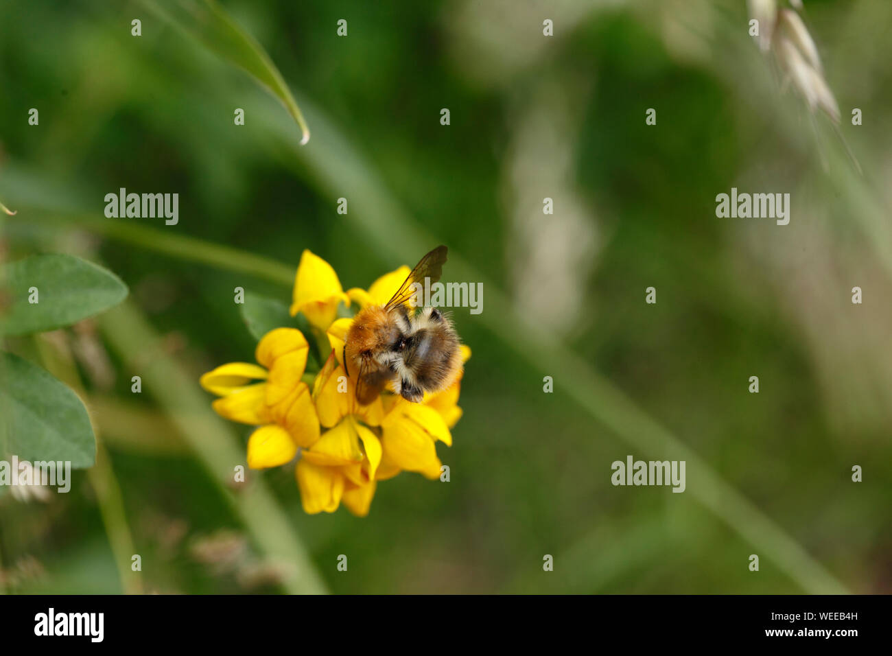Bombus pascuorum su grandi uccelli piede-trefoil. Grandi Uccelli di Trifoglio del piede. Lotus pedunculatus. Foto Stock
