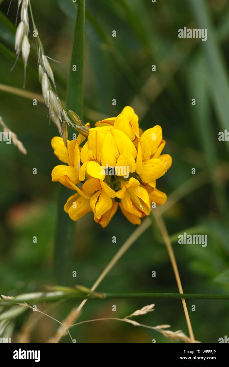 Grandi uccelli piede-trefoil. Grandi Uccelli di Trifoglio del piede. Lotus pedunculatus. Foto Stock