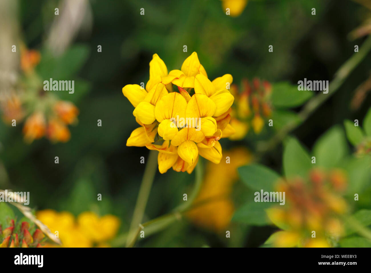 Grandi uccelli piede-trefoil. Grandi Uccelli di Trifoglio del piede. Lotus pedunculatus. Foto Stock