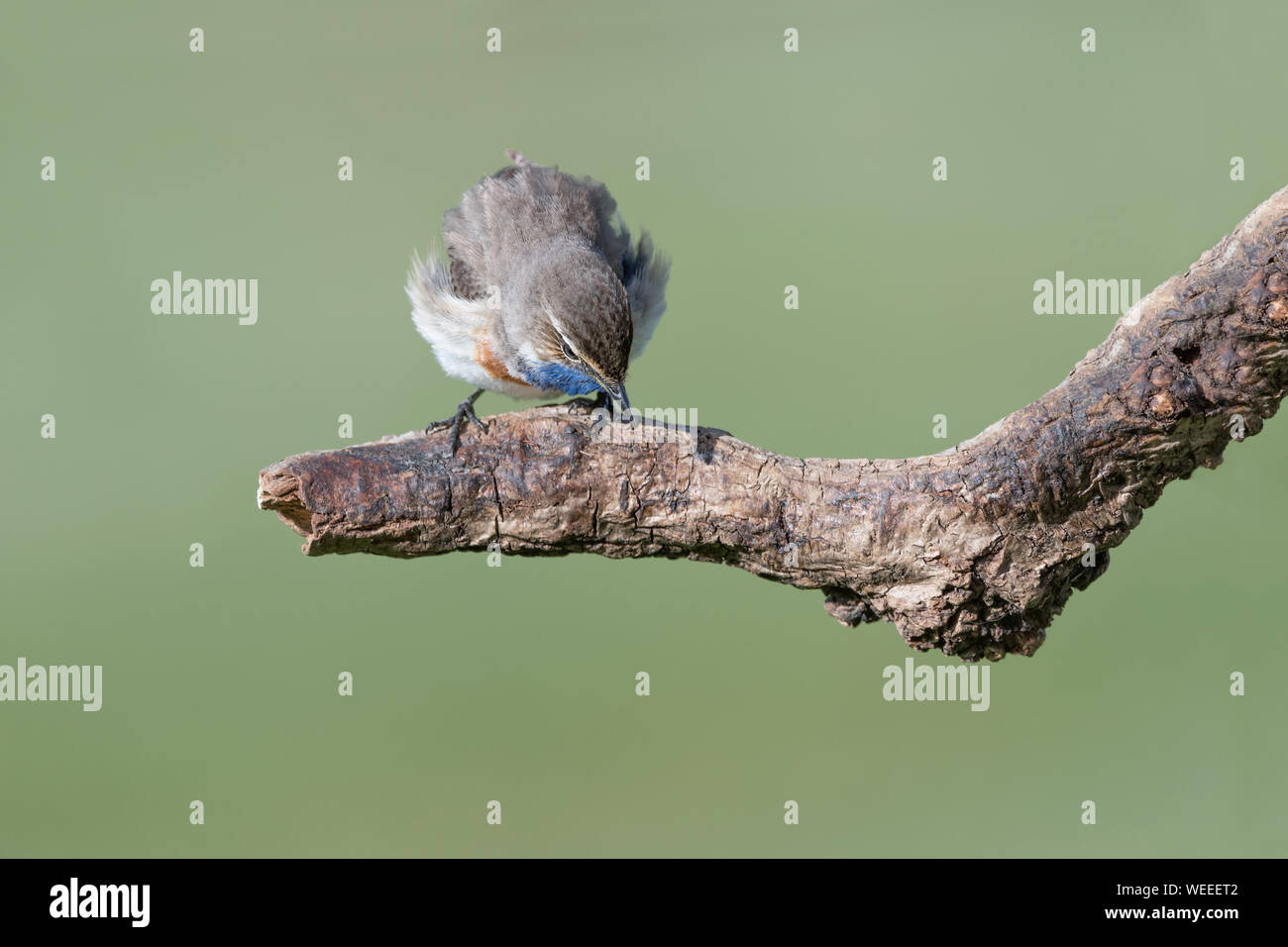 Un bel tordo-come uccello, il pettazzurro (Luscinia svecica) Foto Stock