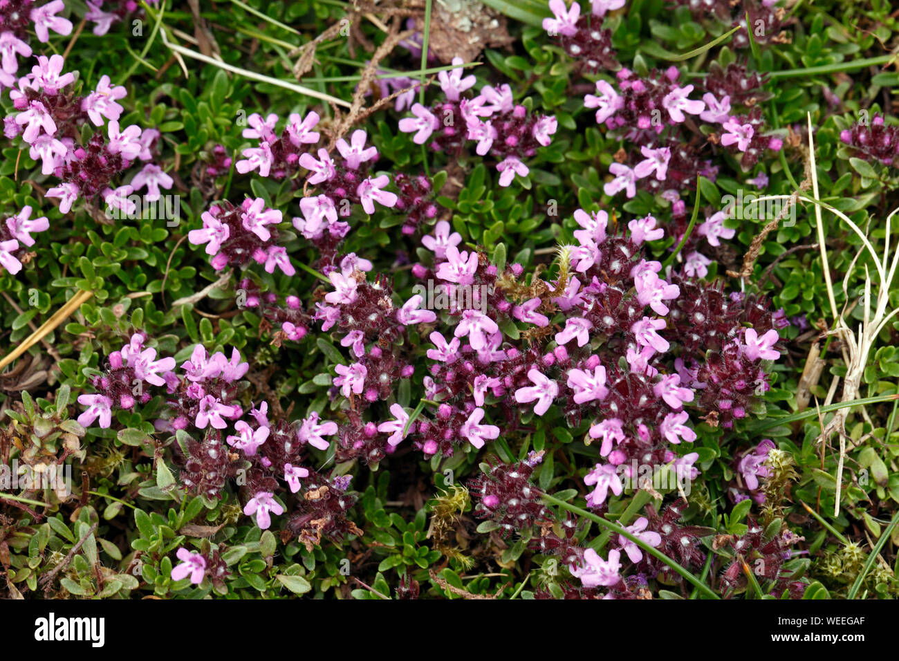 Fairy Foxglove, Starflower, Alpine Balsamo, fegato Balsamo, Erinus alpinus, fioritura Foto Stock