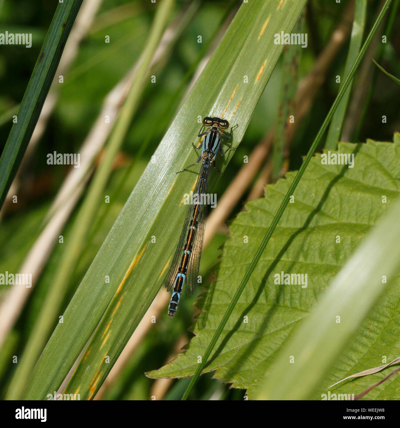 Comune Damselfly blu - femmina. Enallgma cyathigerum, Foto Stock