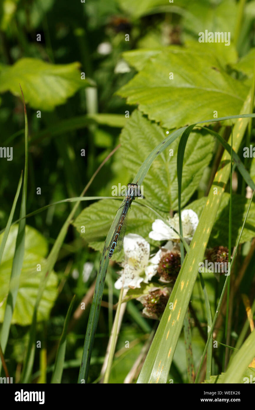 Comune Damselfly blu - femmina. Enallgma cyathigerum, Foto Stock