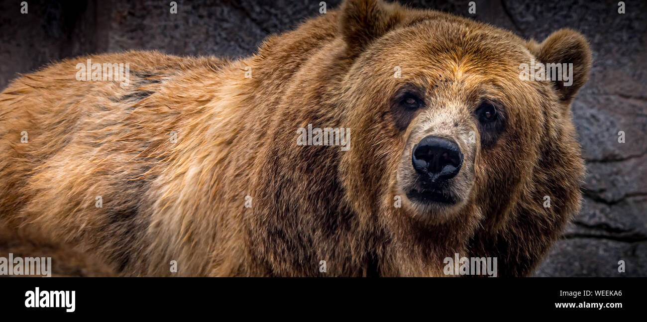 "Captive" l'orso bruno (Ursus arctos), Grizzley recare al Michigan City, Indiana Zoo. Foto Stock