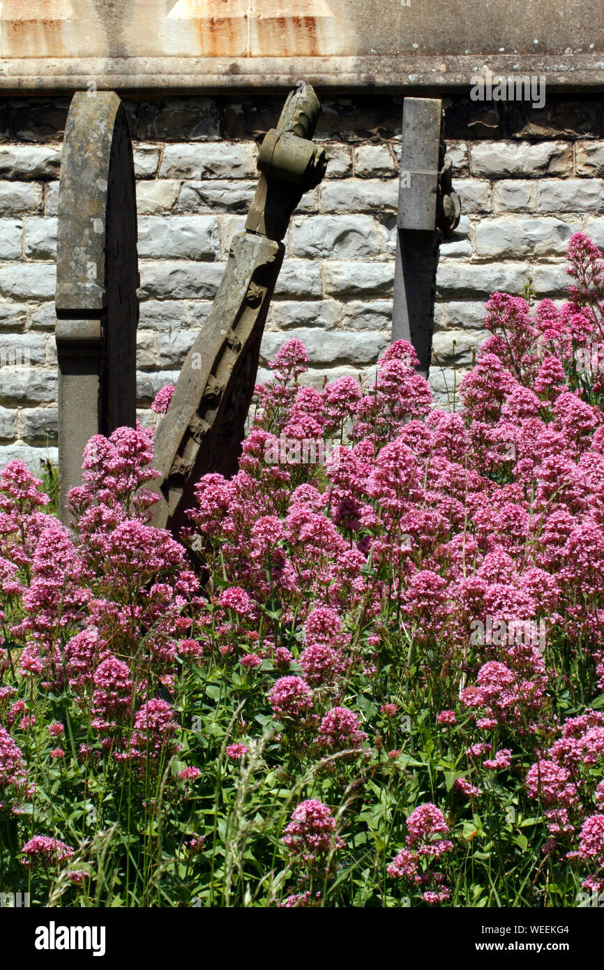 La valeriana rossa in un cimitero, tra le lapidi. British, fiori selvatici. Foto Stock