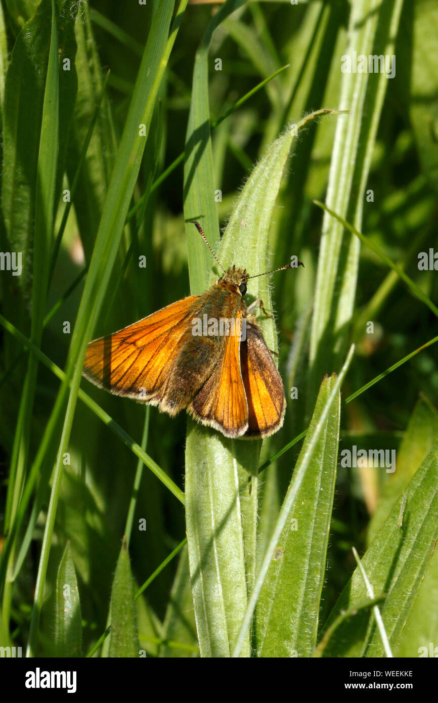 Ochlodes sylvanus, Grandi Skipper ons del Golden Skipper varietà. Foto Stock