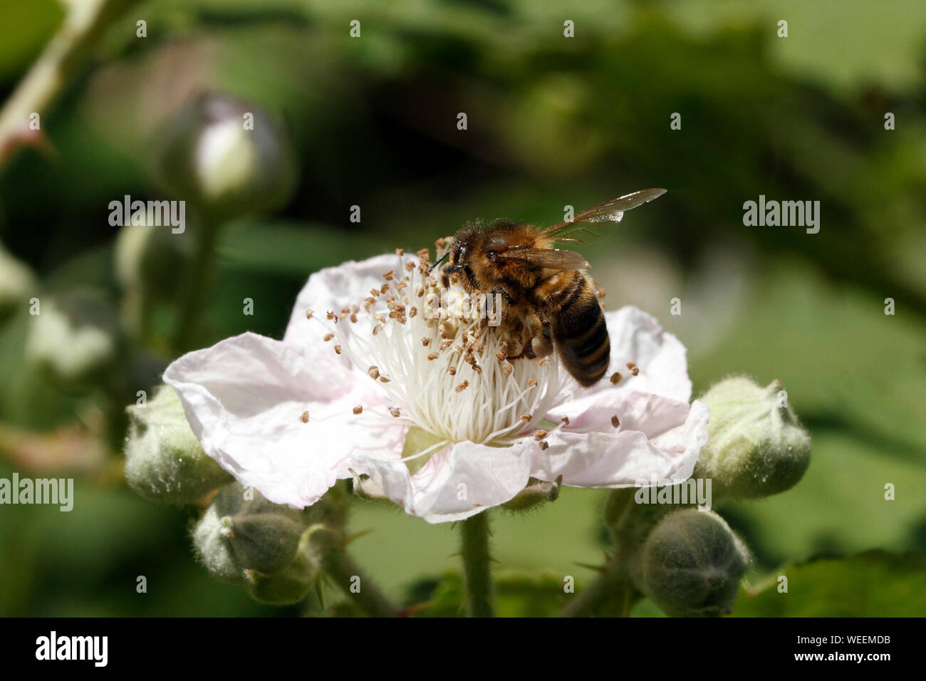 Rovo fiore con una alimentazione di ape il nettare. Foto Stock