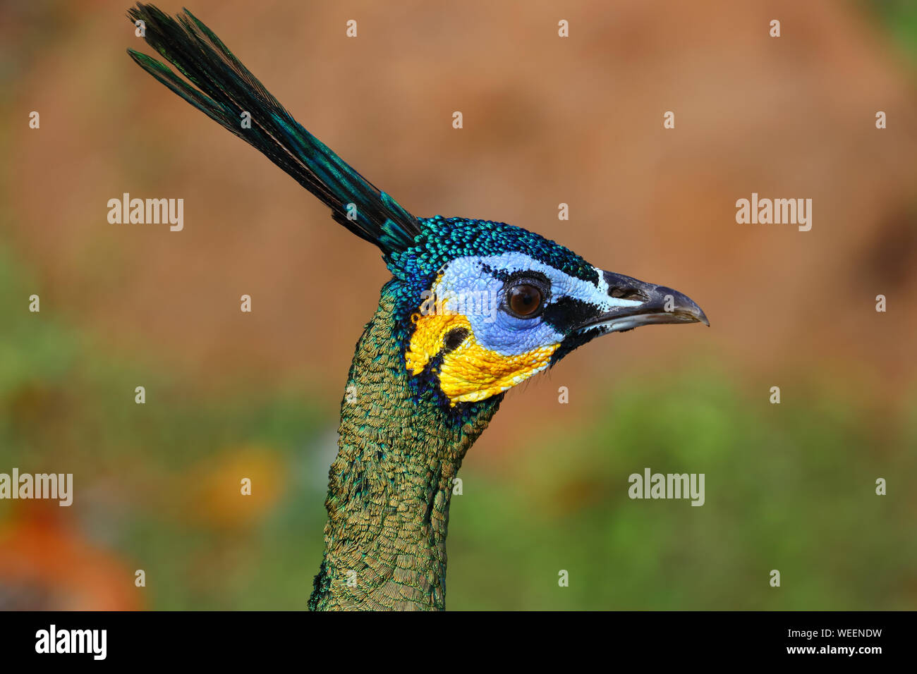 Closeup peafowl verde / pavone (Pavo muticus) testa ritratto Foto Stock