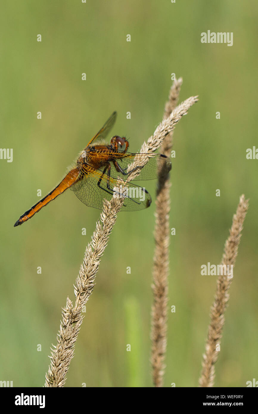 Una donna Scarseggia Chaser Dragonfly (Libellula fulva) appollaiato sulla testa di seme asciutta di un'erba. Foto Stock
