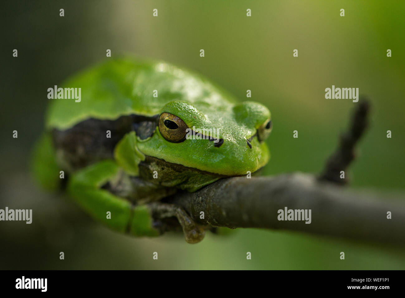 Raganella (Hyla arborea) Foto Stock