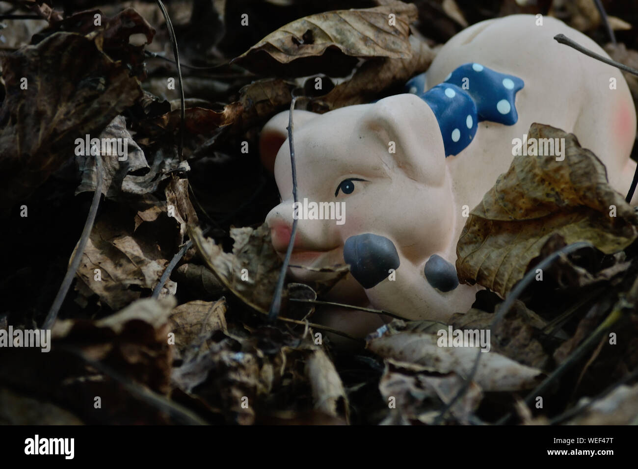 Salvadanaio con fiocco blu su foglie secche in autunno Foto Stock